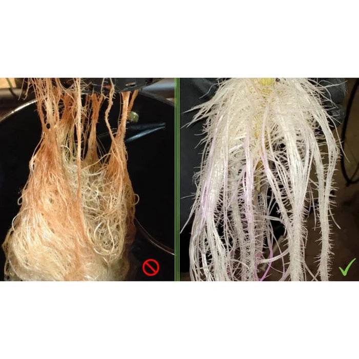 CH Peroxide 34%, 5 Gallon
