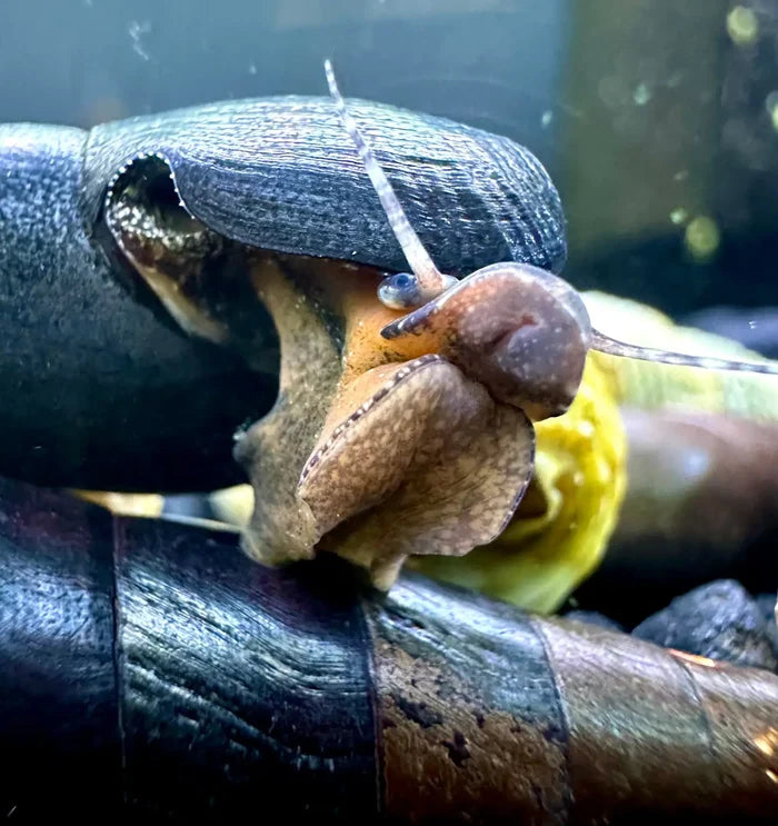 Black Devil Spike Snail (Faunus ater) — live freshwater snail with tan-brown conical shell