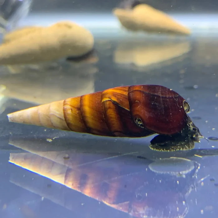 Cappuccino Spike Snail (Faunus ater) — live freshwater snail with brown spiral shell