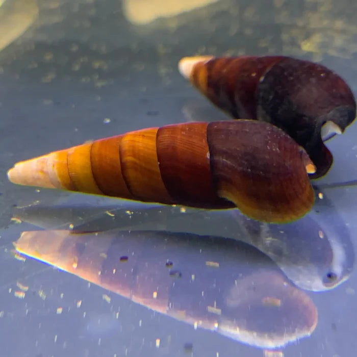 Striped conical yellow-brown shell of Cappuccino Spike Snail in water