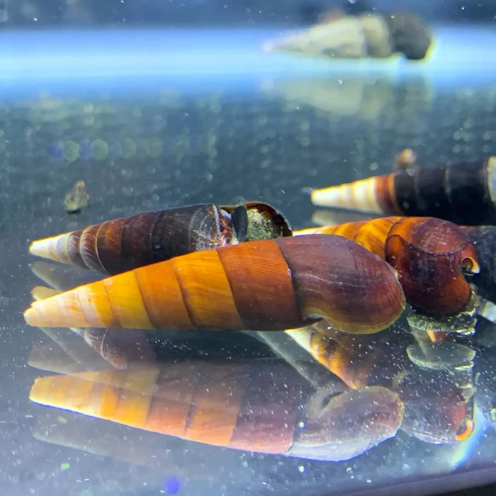 Brown and yellow spiral Cappuccino Spike Snail underwater