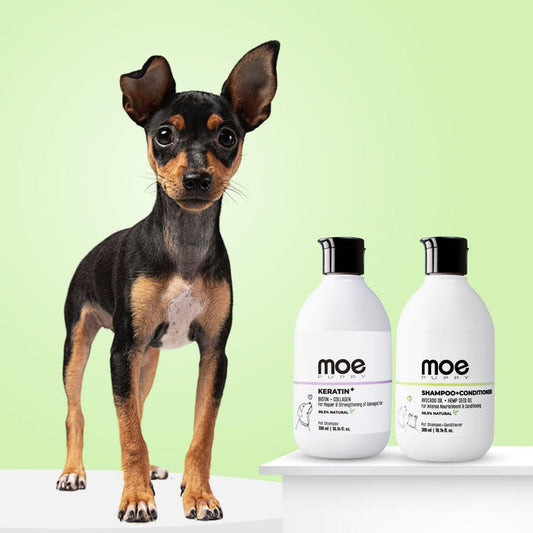 pet keratine and Shampoo